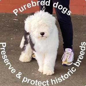 Meet your Posher, Peter